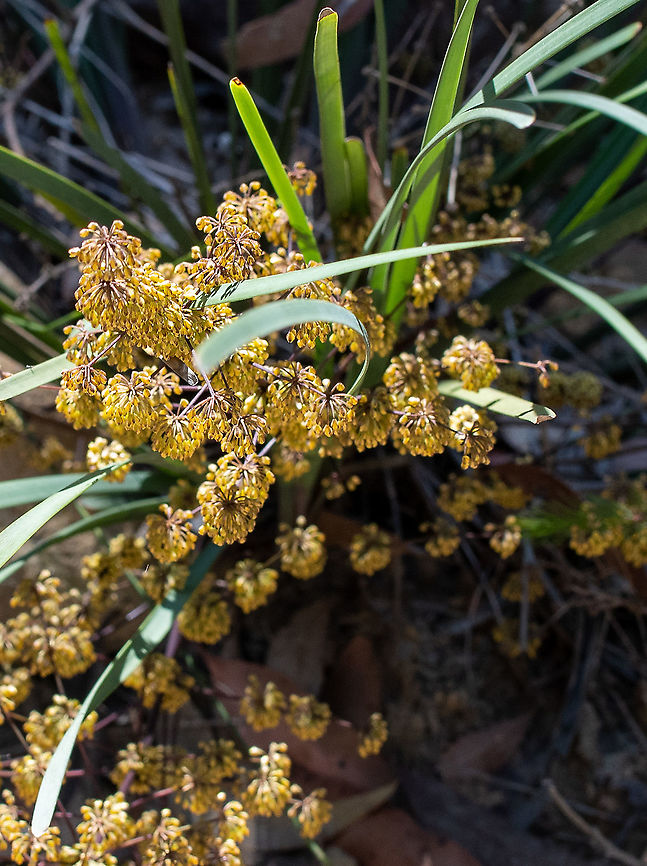 Many flowered Mat rush  Australia,Geotagged,Lomandra multiflora,Lomandra multyflora,Winter