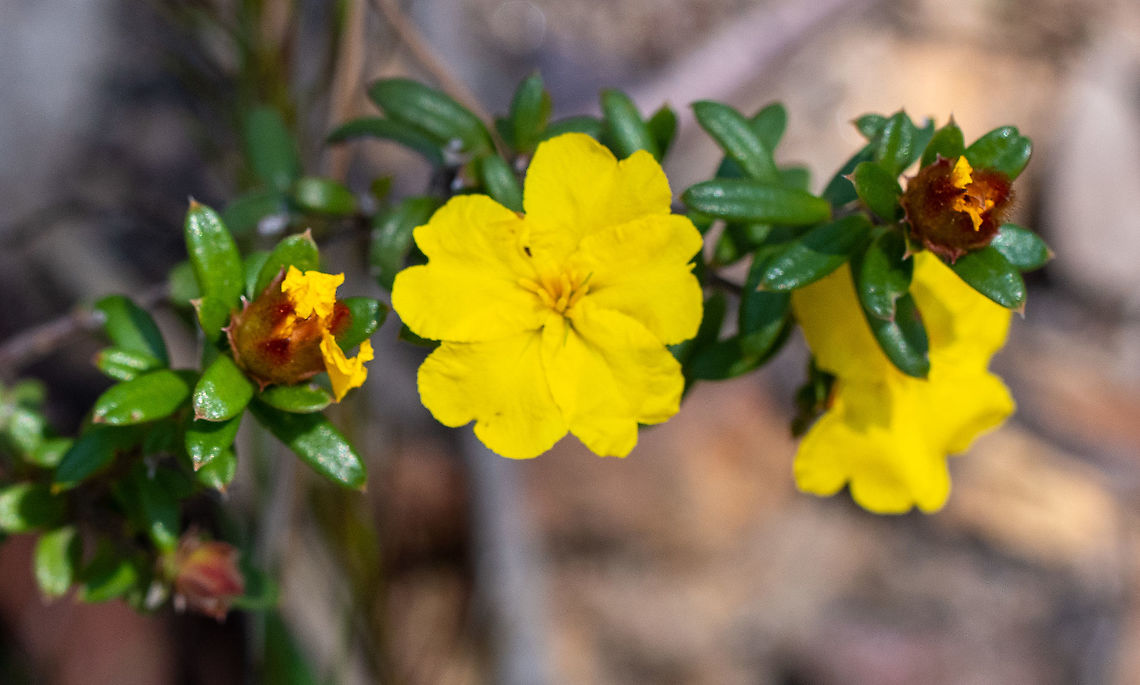 Silky Guinea Flower  Australia,Geotagged,Hibbertia sericea,Winter