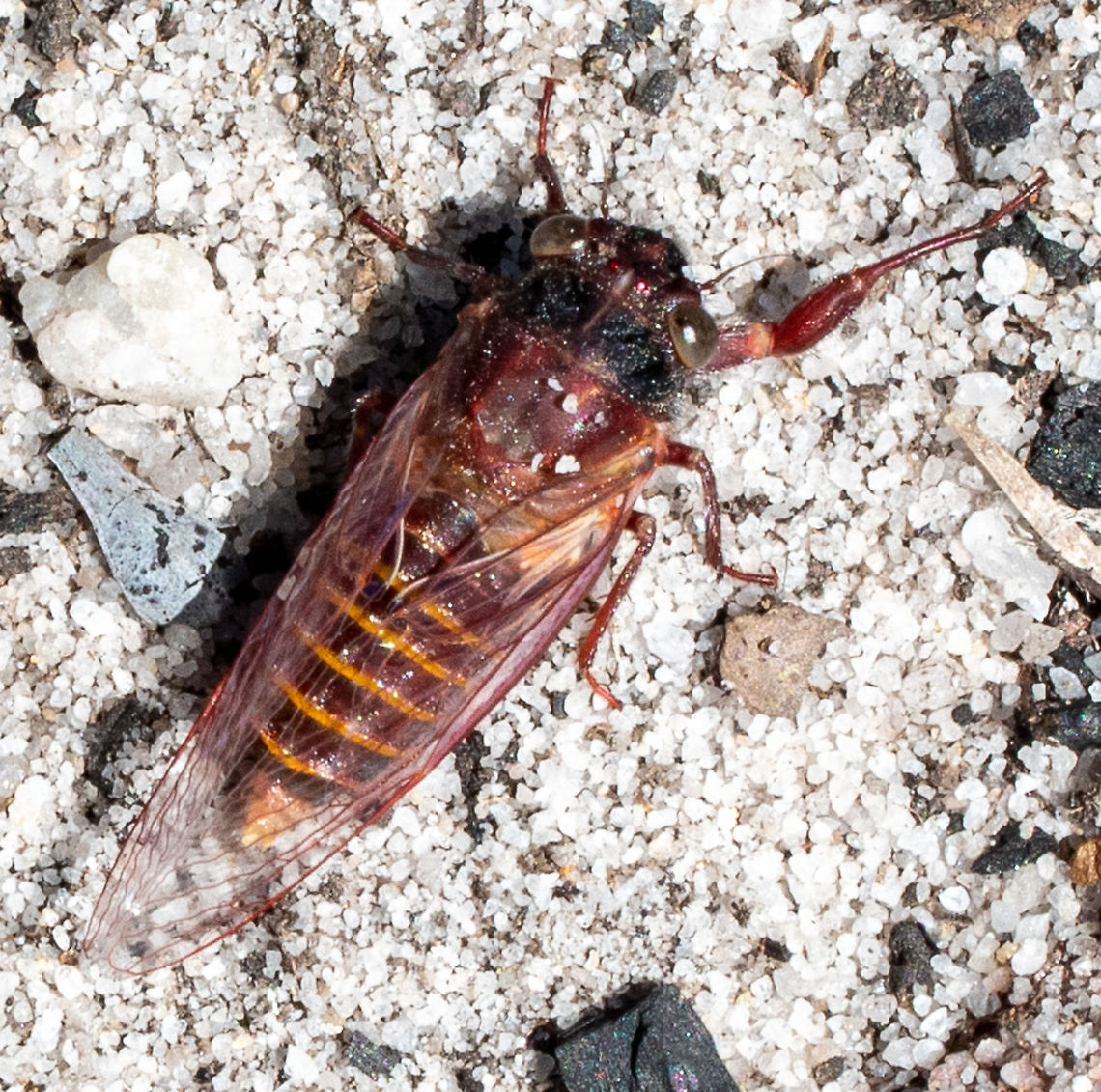 Cicada-Alarm Clock Squawker  Australia,Cicada-Alarm Clock Squawker,Geotagged,Pauropsalta mneme,Winter