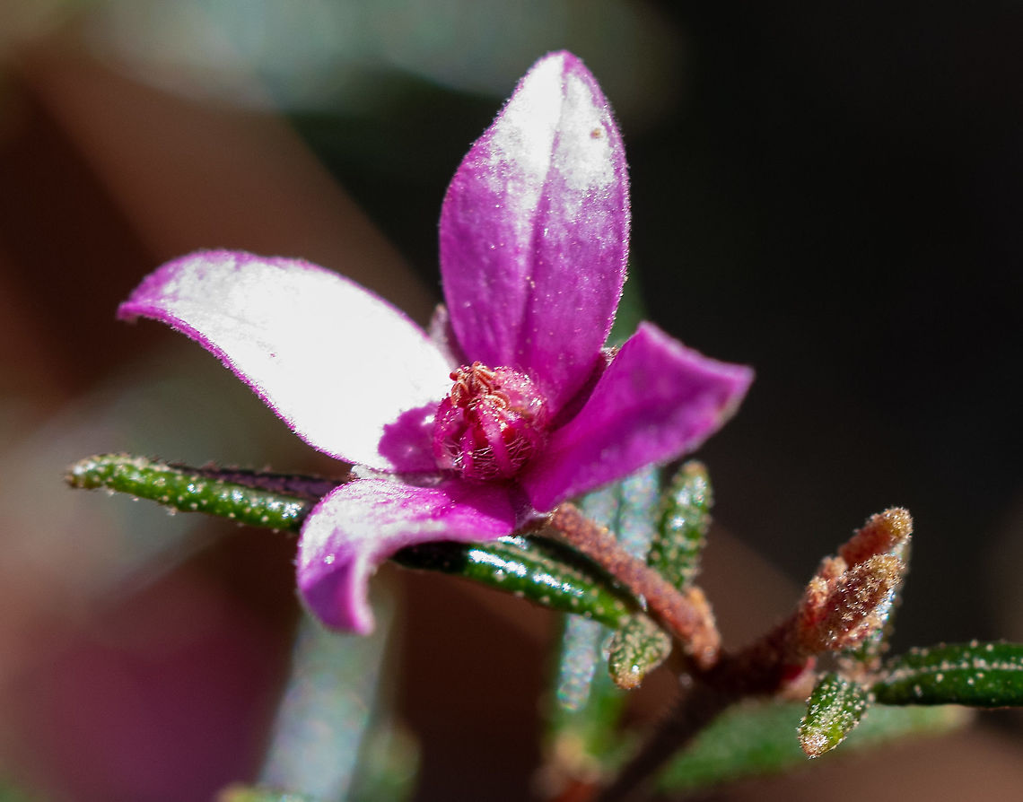 Sydney Boronia  Boronia ledifolia,Sydney Boronia