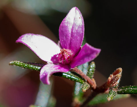 Sydney Boronia  Boronia ledifolia,Sydney Boronia