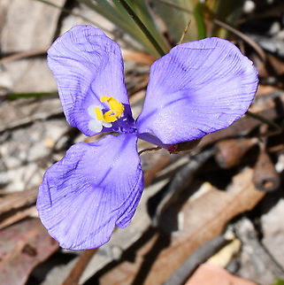 Purple Flag  Australia,Geotagged,Patersonia sericea,Purple flag,Winter