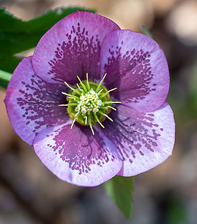 Lenten Rose This was in the botanical gardens at Mt Tomah and is native to Greece and Turkey. Australia,Geotagged,Green Hellebore,Helleborus orientalis,Winter