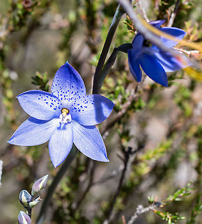 Spotted Sun Orchid Beautiful, I think it is your first orchid ? .
 Australia,Geotagged,Spotted sun orchid,Spring,Thelymitra ixioides