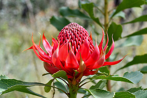 Waratah The Waratahs are blooming in the mountains at the moment. They are magnificent and their conservation status is protected. They are our state’s floral emblem. Australia,Geotagged,Spring,Telopea speciosissima,Waratah