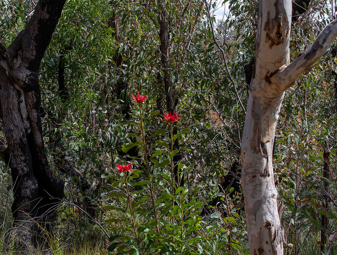 Waratahs in bloom in the bush.  Australia,Geotagged,Spring,Telopea speciosissima,Waratah