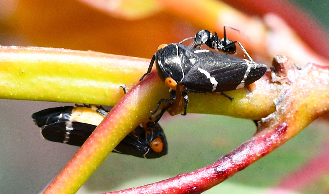 Free ride!  Australia,Eurymeloides bicincta,Geotagged,Spring,Two-lined gum-treehopper