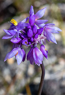 Rush Lily This is also known as the Vanilla Lily due to it&rsquo;s scent. It is the only species of this genus in NSW. Australia,Geotagged,Sowerbaea juncea,Spring