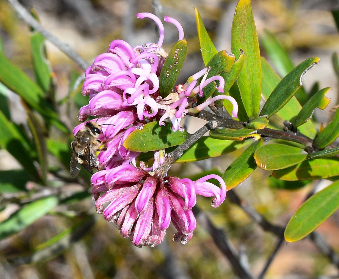 Pink Spider Flower  Australia,Geotagged,Grevillea sericea,Pink Spider Flower,Spring