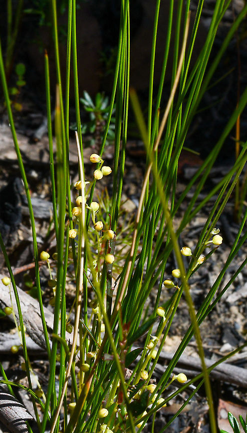 Wattle Matt Rush  Australia,Geotagged,Lomandra filiformis,Spring