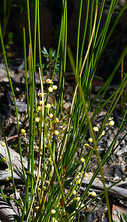 Wattle Matt Rush  Australia,Geotagged,Lomandra filiformis,Spring
