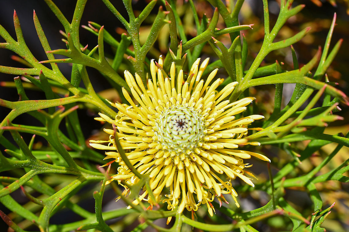 Broadleaf Drumsticks These are flowering at present. Australia,Broad-leaved drumsticks,Geotagged,Isopogon anemonifolius,Spring