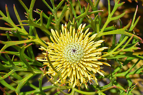 Broadleaf Drumsticks These are flowering at present. Australia,Broad-leaved drumsticks,Geotagged,Isopogon anemonifolius,Spring