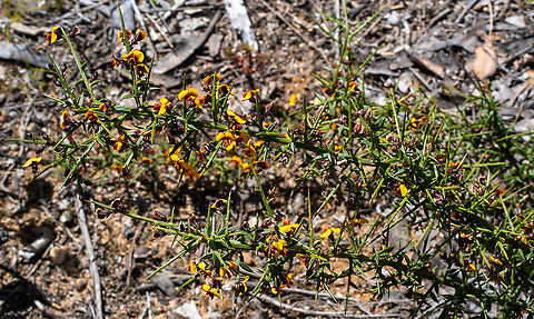 Gorse Bitter Pea  Australia,Daviesia ulicifolia,Geotagged,Gorse Bitter Pea,Spring