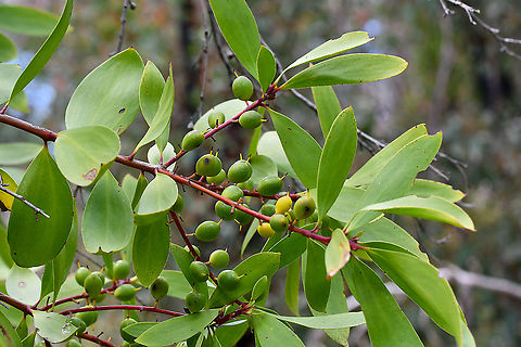 Broadleaf Geebung Waiting patiently for these to flower in summer! Australia,Broad-leaved geebung,Geotagged,Persoonia levis,Spring