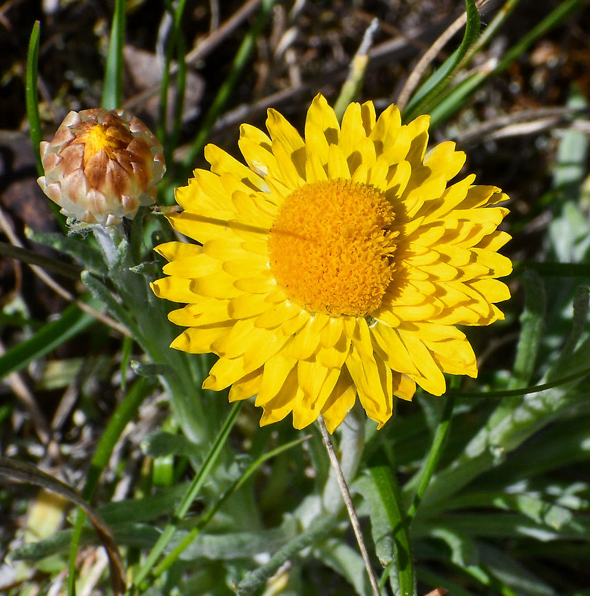 Hoary Sunray  Australia,Geotagged,Leucochrysum albicans,Spring