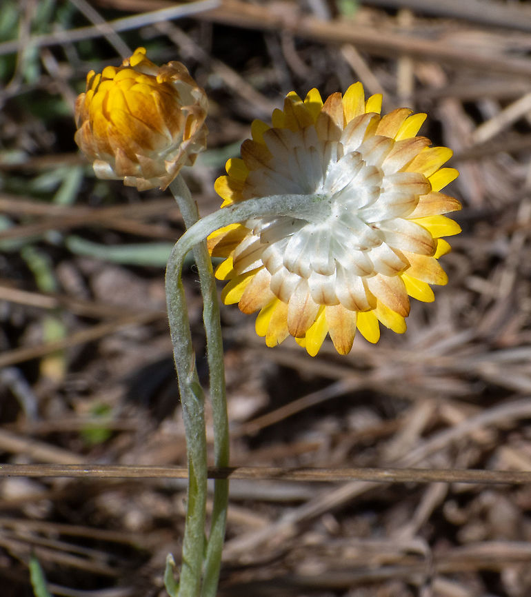 Hoary Sunray These are blooming in the mountains at present. Australia,Geotagged,Leucochrysum albicans,Spring