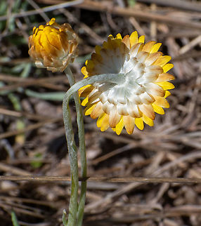 Hoary Sunray These are blooming in the mountains at present. Australia,Geotagged,Leucochrysum albicans,Spring
