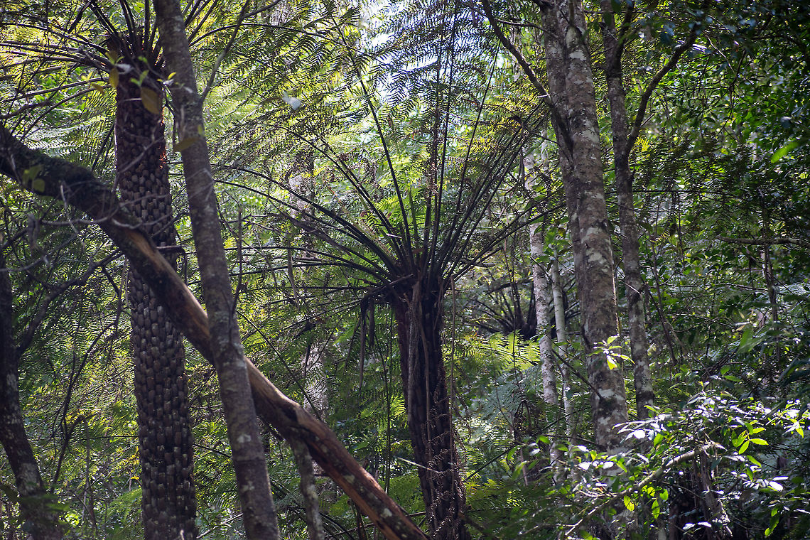 Rough Tree Fern  Alsophila  australis,Alsophila australis,Australia,Geotagged,Spring