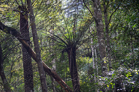 Rough Tree Fern  Alsophila  australis,Alsophila australis,Australia,Geotagged,Spring