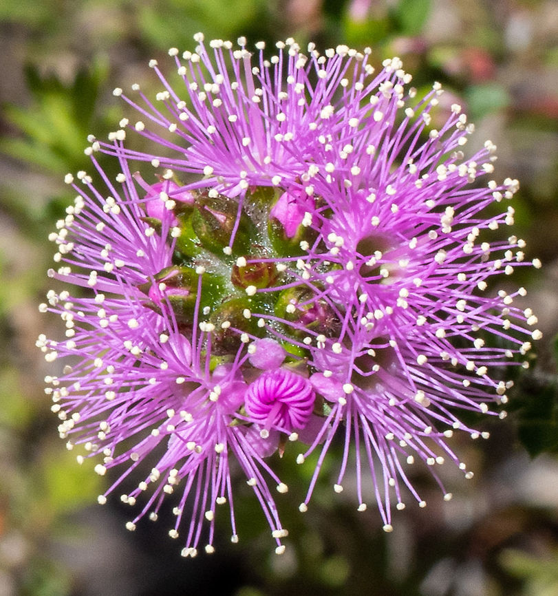 Pink Kunzea  Australia,Geotagged,Kunzea capitata,Spring