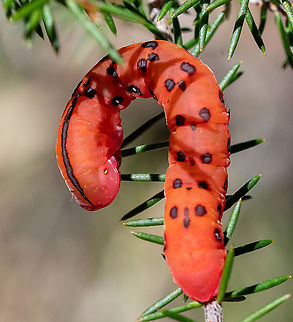 Lucky find.  Australia,Capusa senilis,Geotagged,Spring