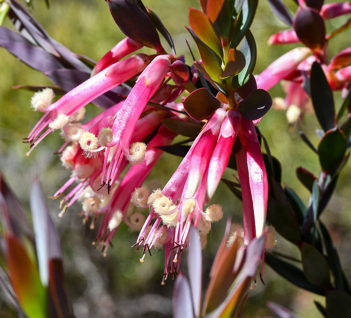 Styphelia Triflora  Australia,Geotagged,Pink Five-Corners,Spring,Styphelia triflora