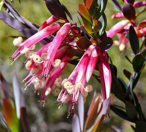 Styphelia Triflora  Australia,Geotagged,Pink Five-Corners,Spring,Styphelia triflora