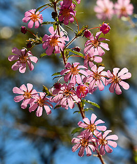 River Rose  Australia,Bauera rubioides,Geotagged,River Rose,Spring