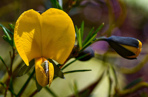 Large Wedge Pea  Australia,Geotagged,Gompholobium grandiflorum,Large wedge-pea,Spring