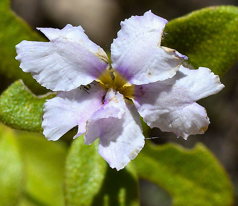 Dampiera-white variant Very unusual to find this variant. This is the only time I have seen this colour. Australia,Blue Dampiera,Dampiera stricta,Geotagged,Spring