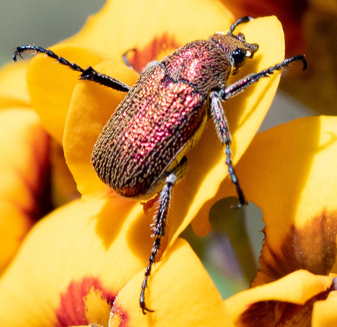 Diphucephala?  Australia,Geotagged,Spring