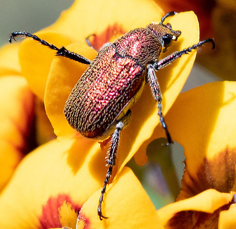 Diphucephala?  Australia,Geotagged,Spring