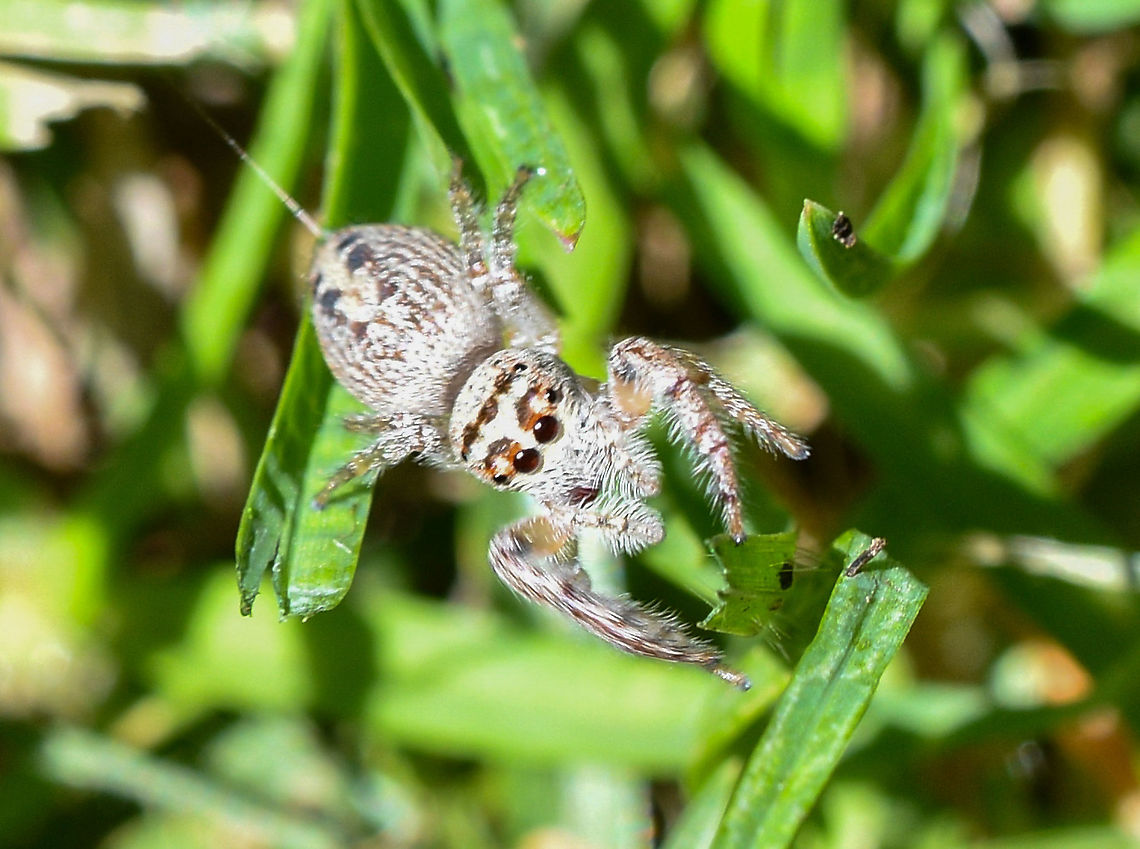 Jumping spider - Opisthoncus parcedentatus  Australia,Garden jumping spider,Geotagged,Opisthoncus parcedentatus,Spring