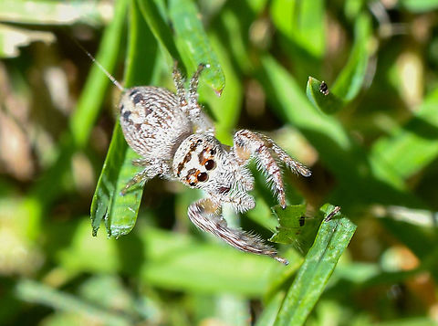 Jumping spider - Opisthoncus parcedentatus  Australia,Garden jumping spider,Geotagged,Opisthoncus parcedentatus,Spring