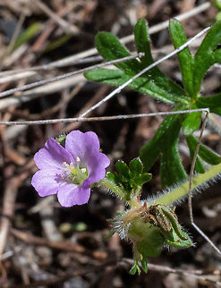 Solander's Geranium