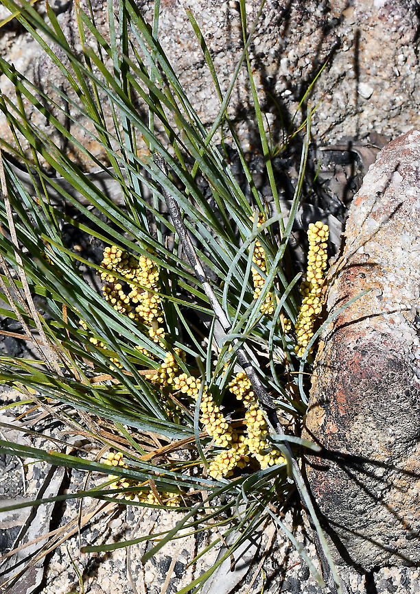 Wattle Matt Rush  Australia,Geotagged,Lomandra filiformis,Spring,Wattle Mat-rush