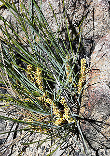 Wattle Matt Rush  Australia,Geotagged,Lomandra filiformis,Spring,Wattle Mat-rush