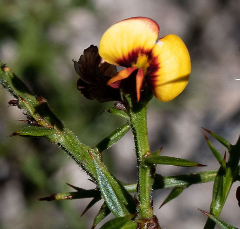Gorse bitter pea  Australia,Daviesia ulicifolia,Geotagged,Gorse Bitter Pea,Spring