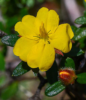 Silky Guinea Flower  Australia,Geotagged,Hibbertia sericea,Silky Guinea-Flower,Spring