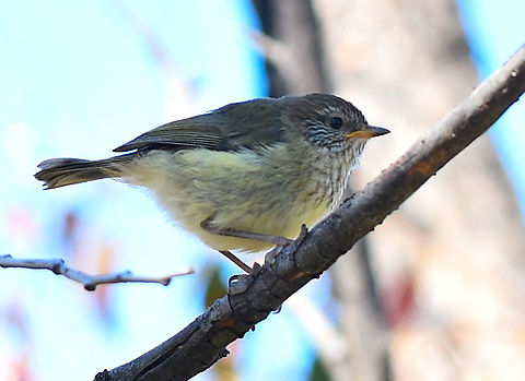 Striated Thornbill  Acanthiza lineata,Australia,Geotagged,Spring,Striated thornbill