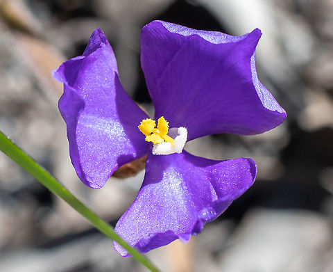 Native Iris  Australia,Geotagged,Patersonia sericea,Purple flag,Spring