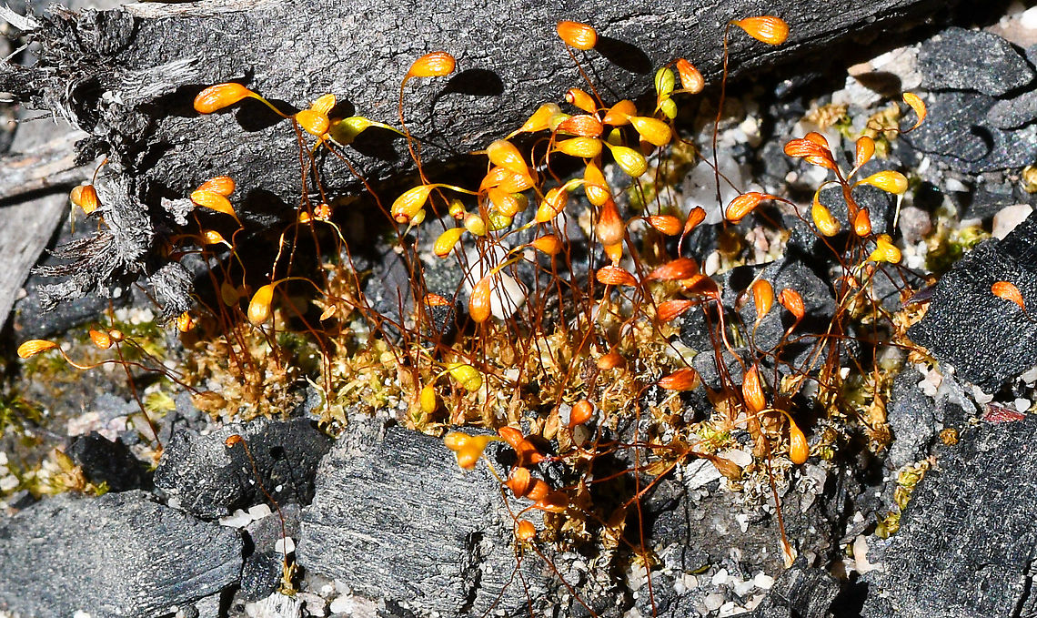 Bonfire Moss  Australia,Funaria hygrometrica,Geotagged,Spring