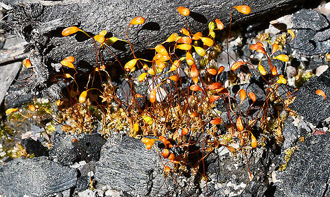 Bonfire Moss  Australia,Funaria hygrometrica,Geotagged,Spring