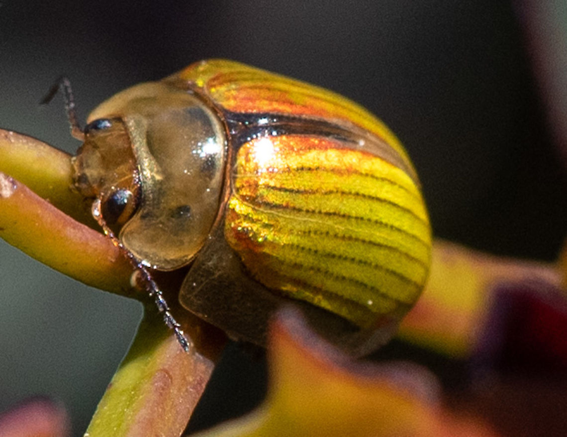 Leaf beetle  Australia,Geotagged,Paropsisterna hectica,Parospi,Spring