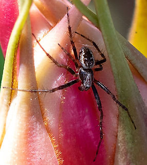 Orbweaver in a Waratah  Australia,Cyclosa fuliginata,Geotagged,Sooty Orbweaver,Spring