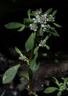 Small poranthera  Australia,Geotagged,Poranthea microphylla,Poranthera microphylla,Spring