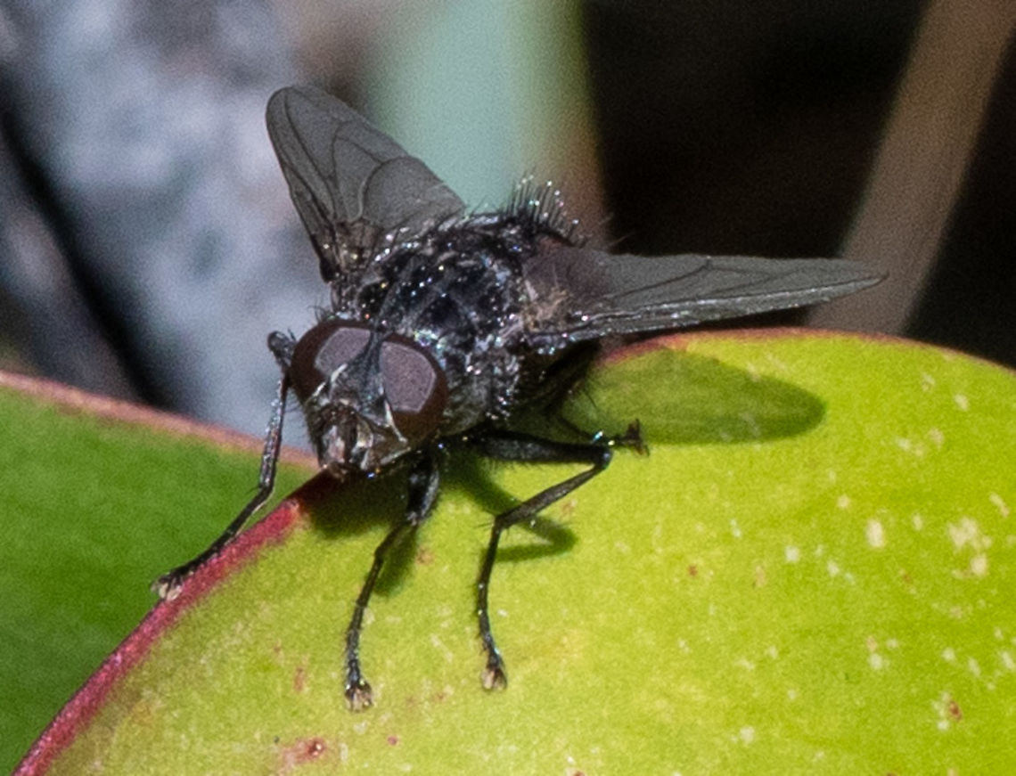 Fly  Australia,Geotagged,Spring