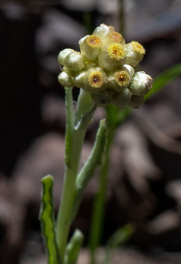 Jersey Cudweed  Australia,Geotagged,Helichrysum luteoalbum,Spring