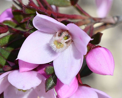 Boronia  Australia,Boronia floribunda,Geotagged,Pale pink boronia,Spring
